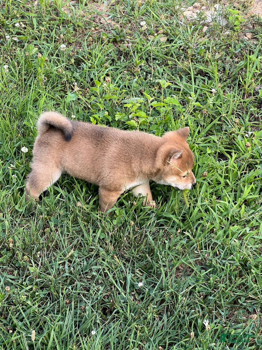 Shiba Inu dogs for sale: Mochi - Ad 2
