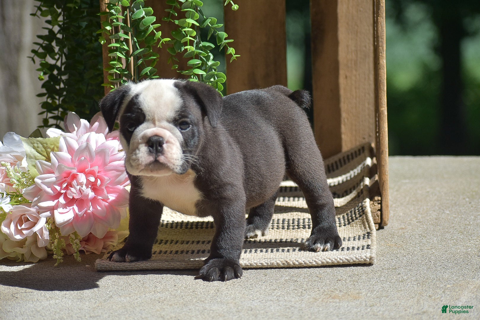 English Bulldog dogs Smokey - Ad 2