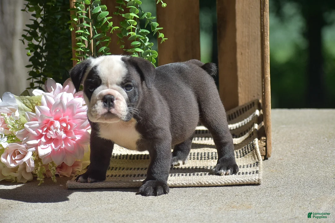 English Bulldog dogs for sale: Smokey - Ad 2