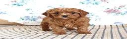 Cavapoo dogs for sale: Perry - Ad 1