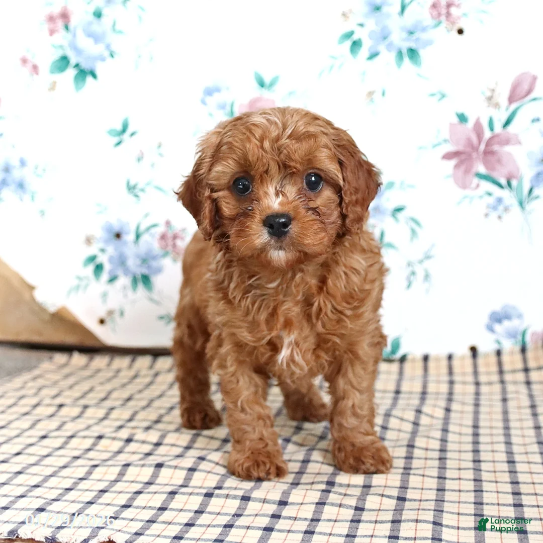 Cavapoo dogs for sale: Perry - Ad 1