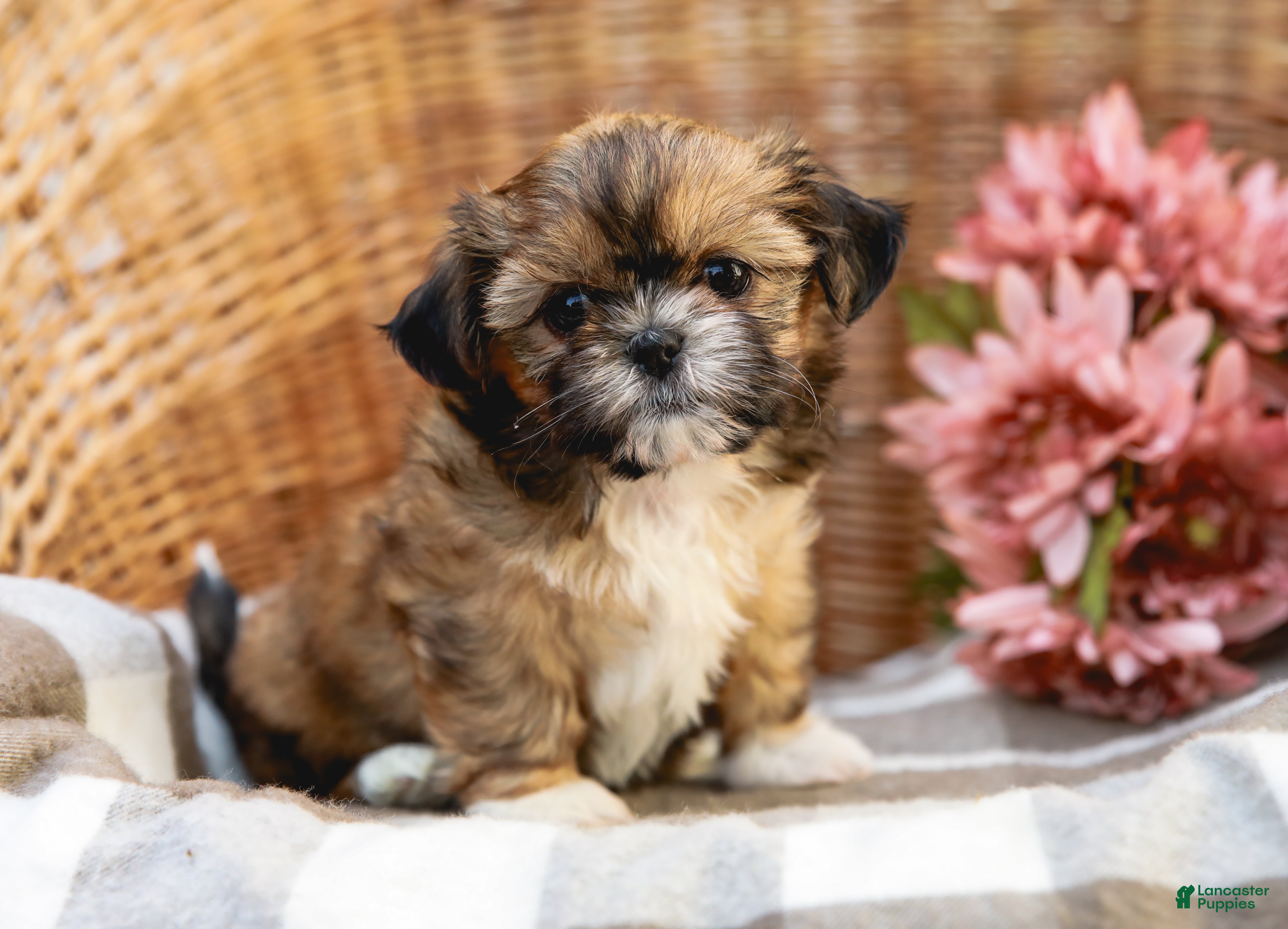 Shih Tzu dogs Andranella - Ad 2