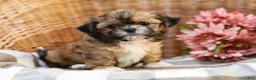 Shih Tzu dogs for sale: Andranella - Ad 2