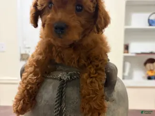 Toy Poodle dogs for sale: Jen - Ad 3