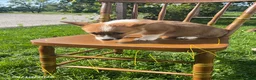 Welsh Corgi Pembroke dogs for sale: Layla - Ad 3