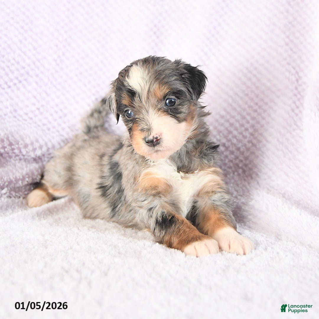 Mini Bernedoodle dogs for sale: Valentine - Ad 4