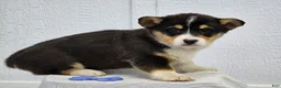 Welsh Corgi Pembroke dogs for sale:  Rex - Ad 1