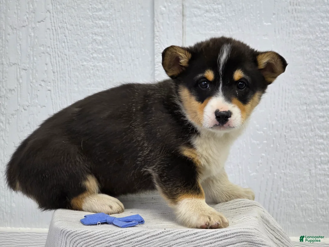 Welsh Corgi Pembroke dogs for sale:  Rex - Ad 1
