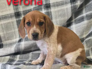 Beagle dogs Beagle Puppy 3 - Ad 15