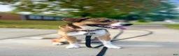 Mixed Breed dogs for stud: Rocky - Ad 4