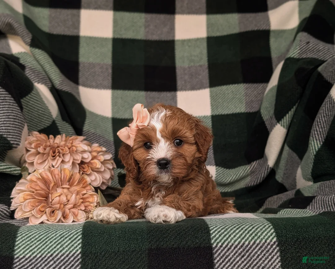 Cavapoo dogs for sale: Tracy - Ad 6
