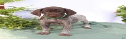 German Shorthaired Pointer dogs for sale: Maverick - Ad 4