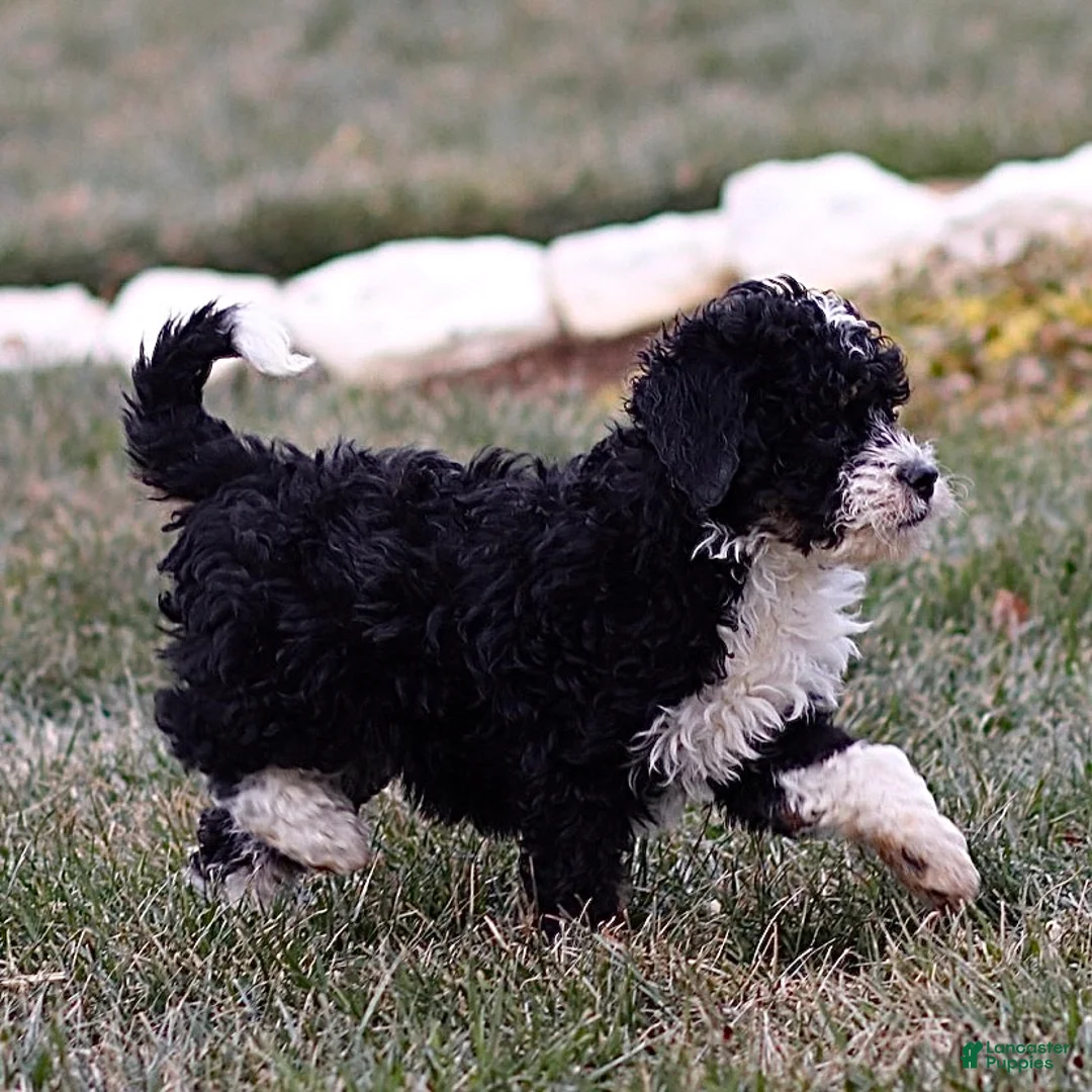 Mini Bernedoodle dogs for sale: Hailey - Ad 8