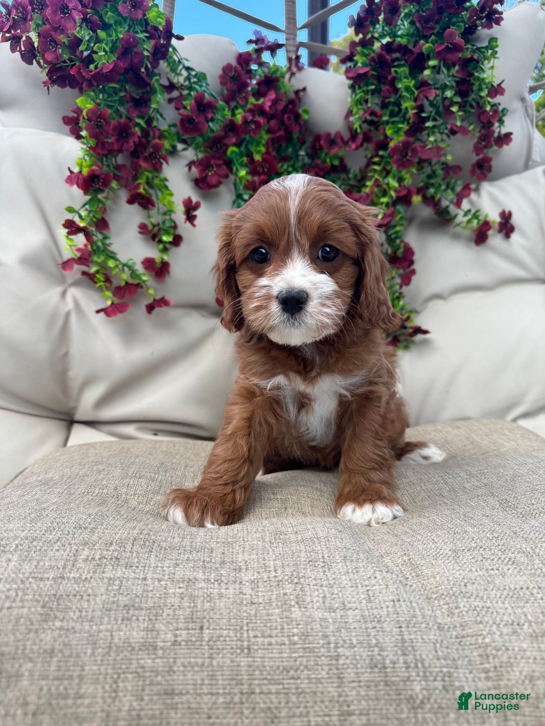 Cavapoo dogs for sale: Cherry - Ad 2