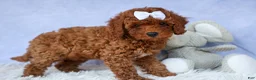 Cavapoo dogs for sale: TASHA - Ad 10