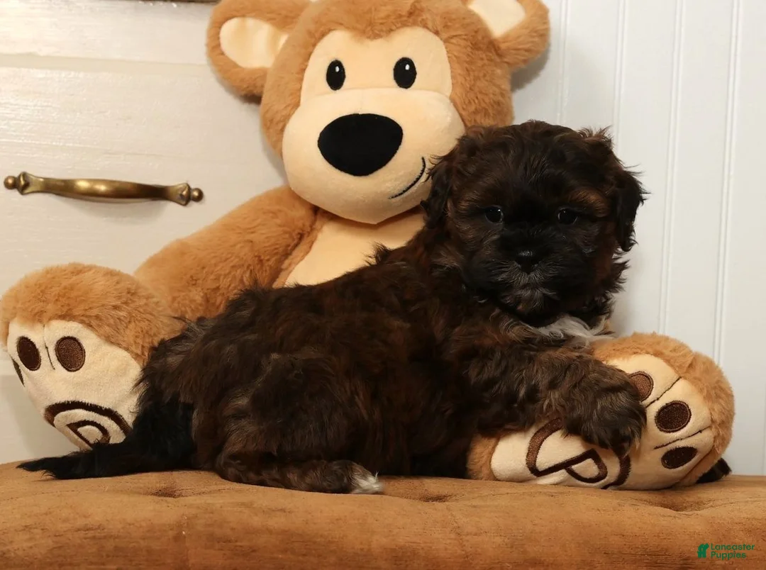 Shihpoo dogs for sale: Scotty - Ad 6