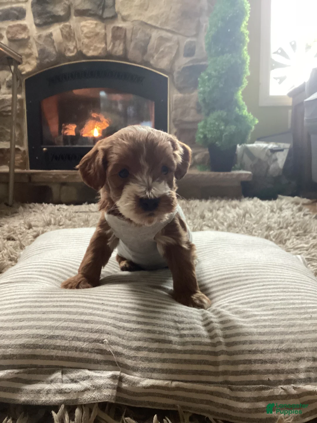 Mini Goldendoodle dogs for sale: Brody - Ad 2