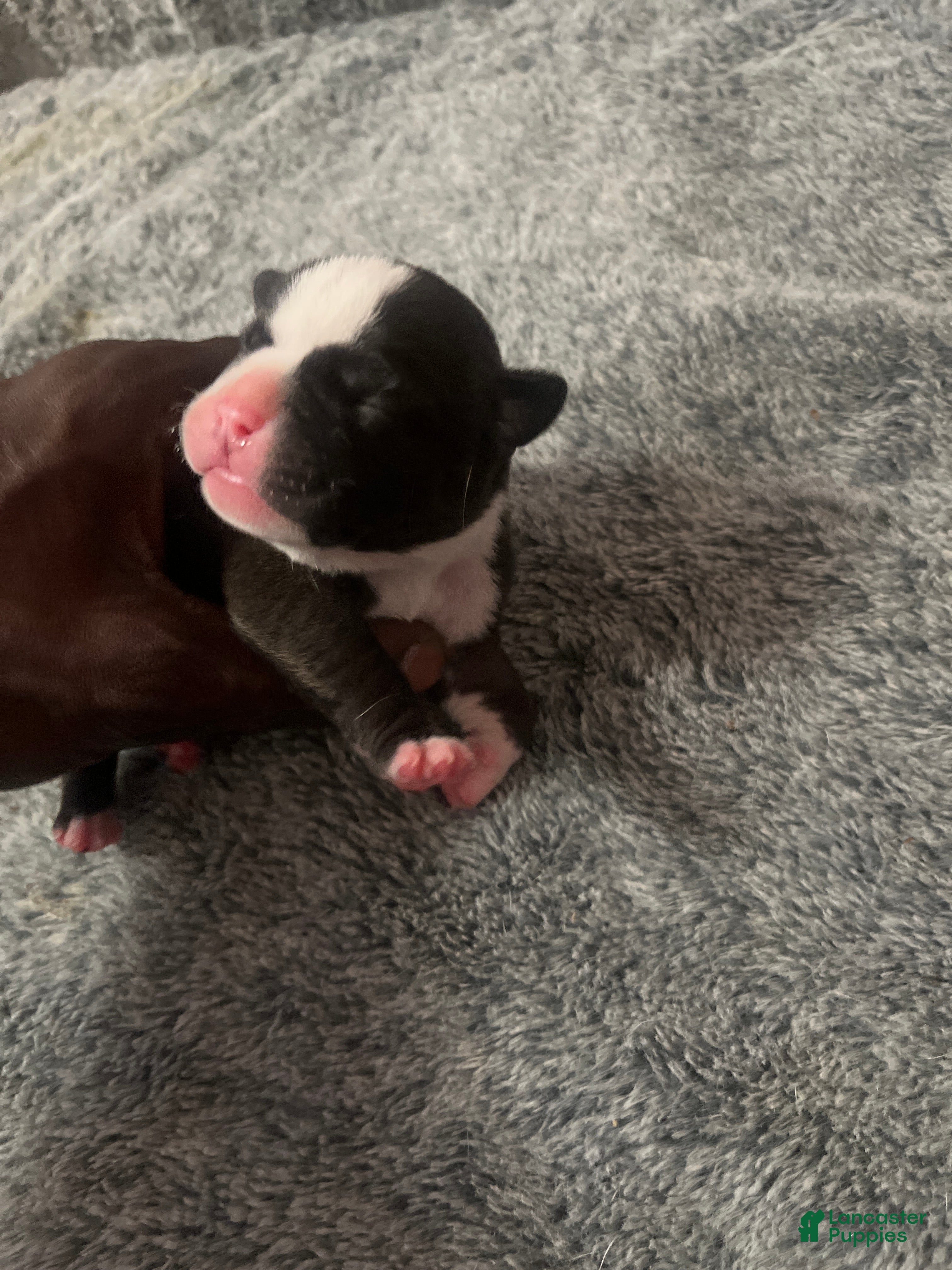 American Bully dogs for sale: American Bully Puppy 3 - Ad 2