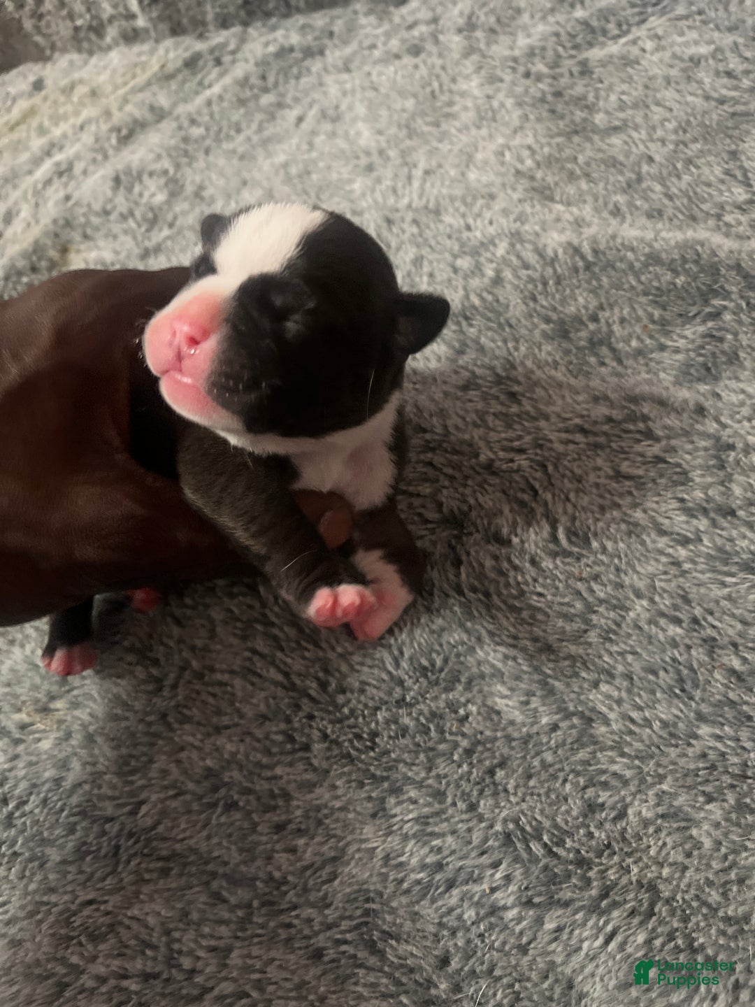 American Bully dogs for sale: American Bully Puppy 3 - Ad 1