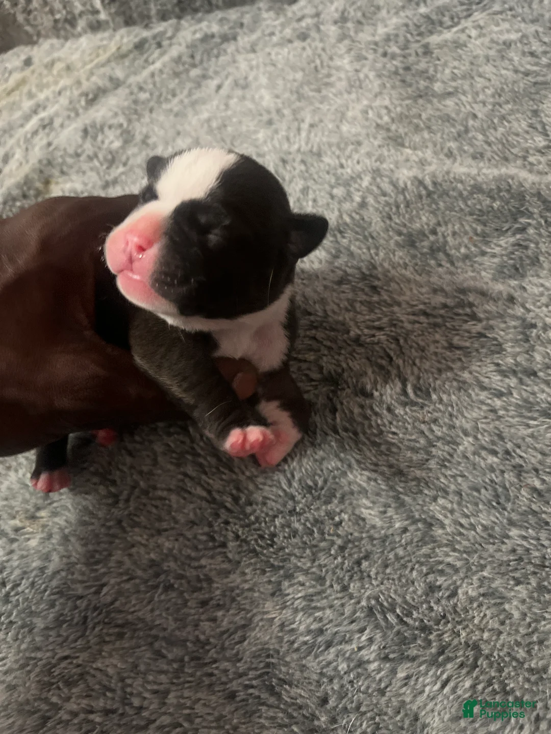 American Bully dogs for sale: American Bully Puppy 3 - Ad 2