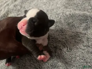 American Bully dogs American Bully Puppy 3 - Ad 35