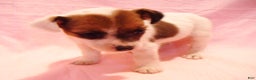 Jack Russell Terrier dogs for sale: Buttercup - Ad 4