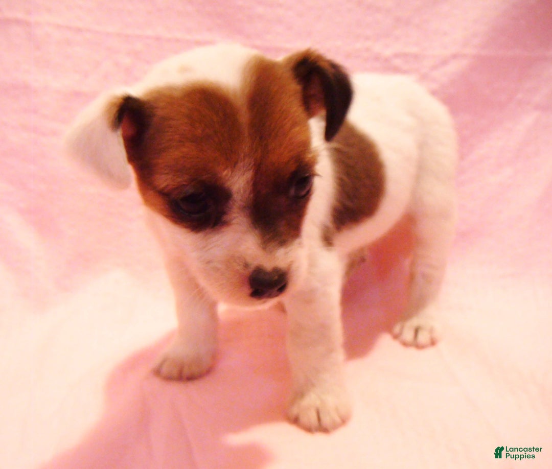 Jack Russell Terrier dogs for sale: Buttercup - Ad 4