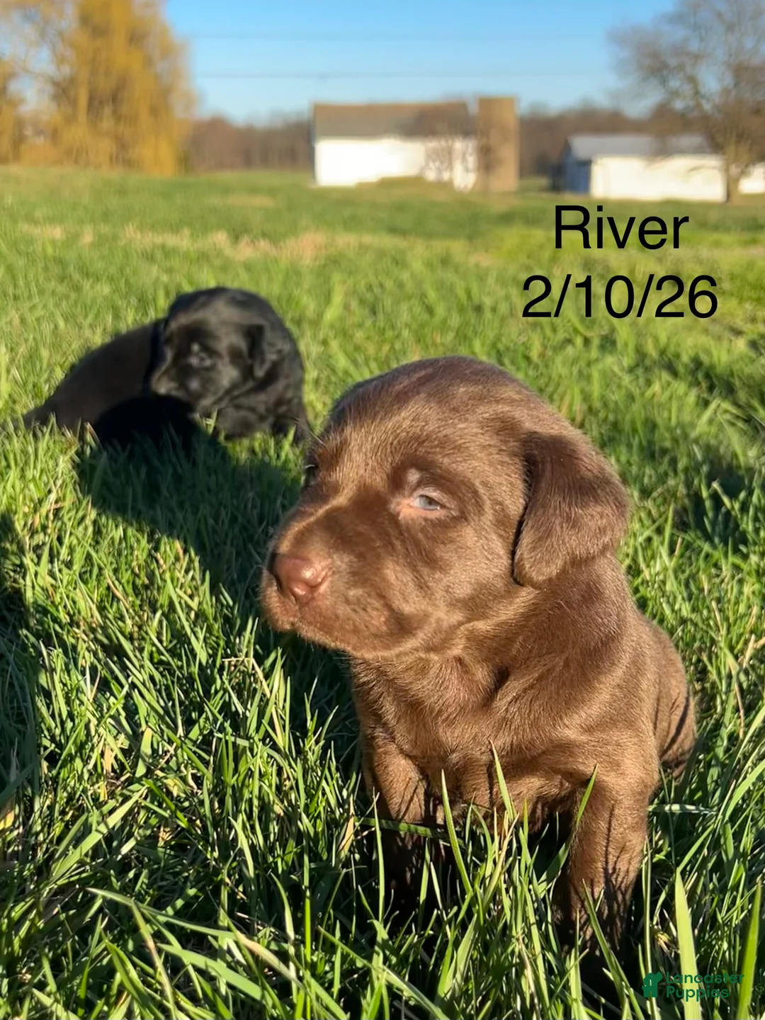 Labrador Retriever dogs for sale: River-Labrador Retriever Puppy  - Ad 2