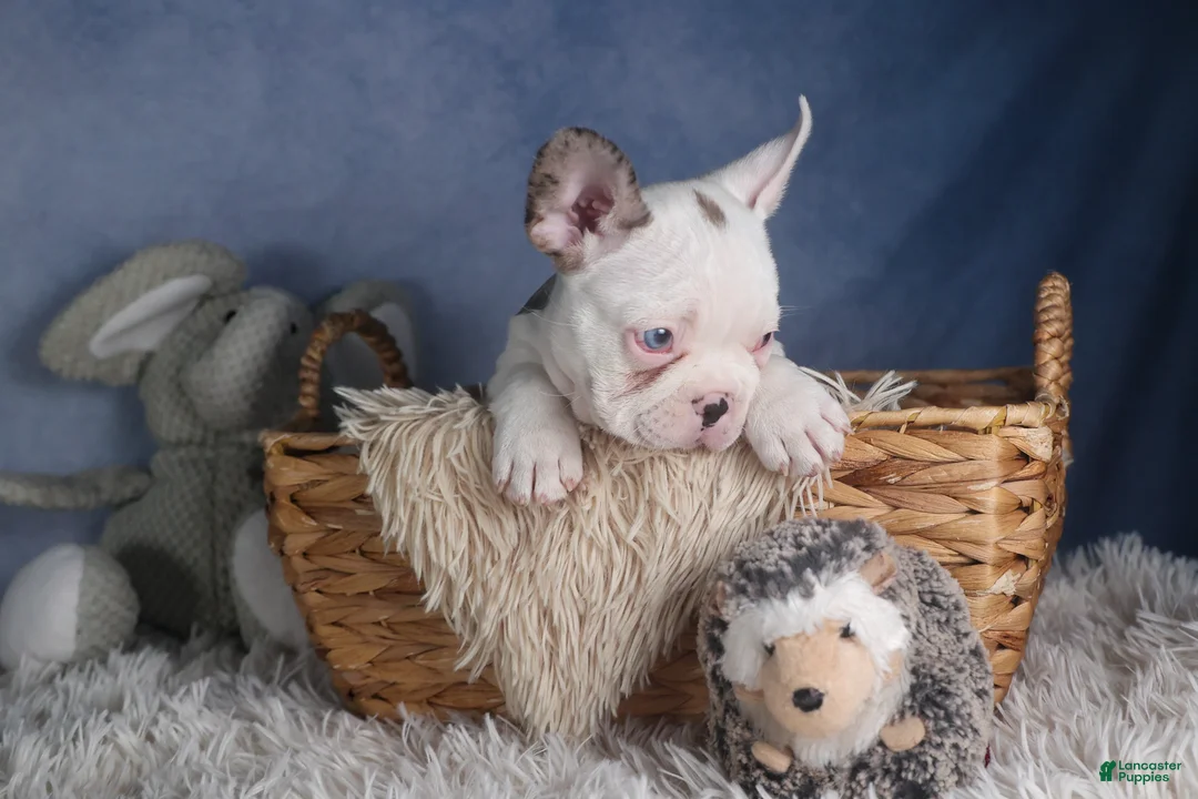 Frenchton dogs for sale: IZZY - Ad 8