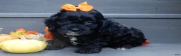 Cockapoo dogs for sale: Ellie - Ad 4