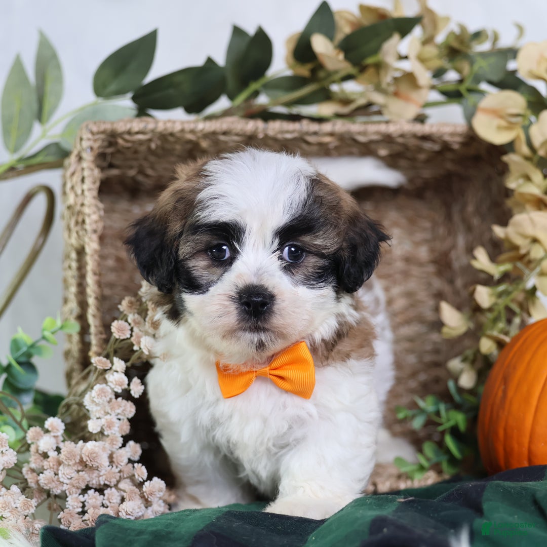 Teddy Bear dogs for sale: Fango - Ad 4