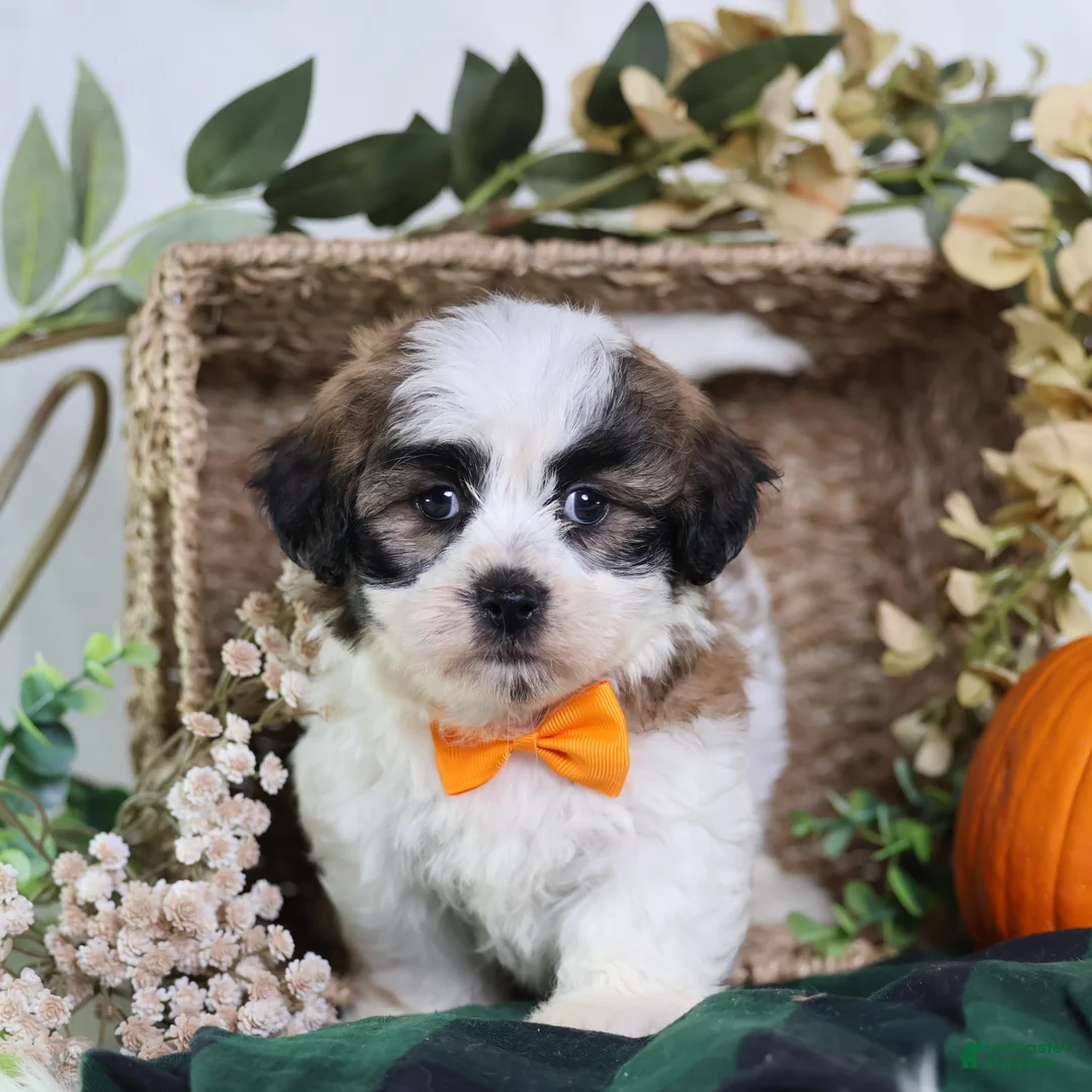 Teddy Bear dogs for sale: Fango - Ad 4