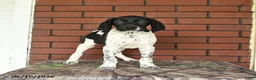 German Shorthaired Pointer dogs for sale: Gus - Ad 10