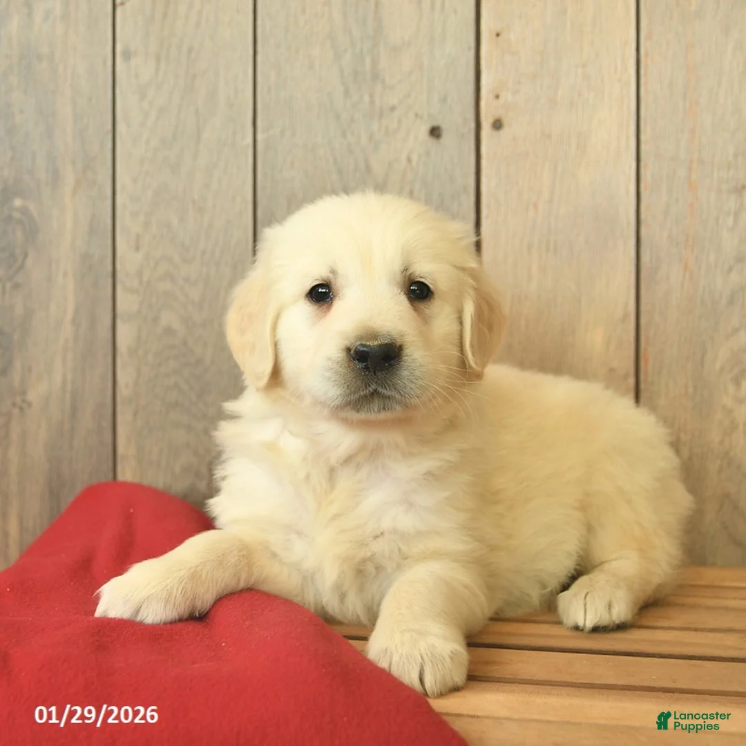 Golden Retriever dogs for sale: Gilbert  - Ad 2