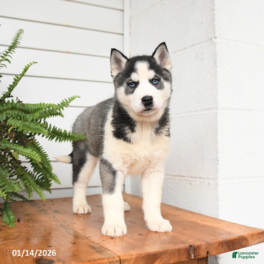 Gerberian Shepsky dogs Glacier - Ad 1