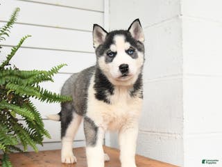 Gerberian Shepsky dogs Glacier - Ad 2