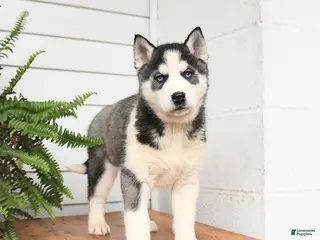 Gerberian Shepsky dogs Glacier - Ad 4