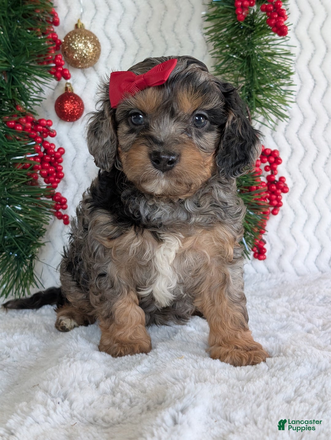 Cavapoo dogs for sale: Bluey - Ad 17