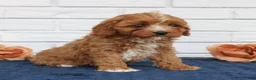 Cavapoo dogs for sale: Atlas  - Ad 3
