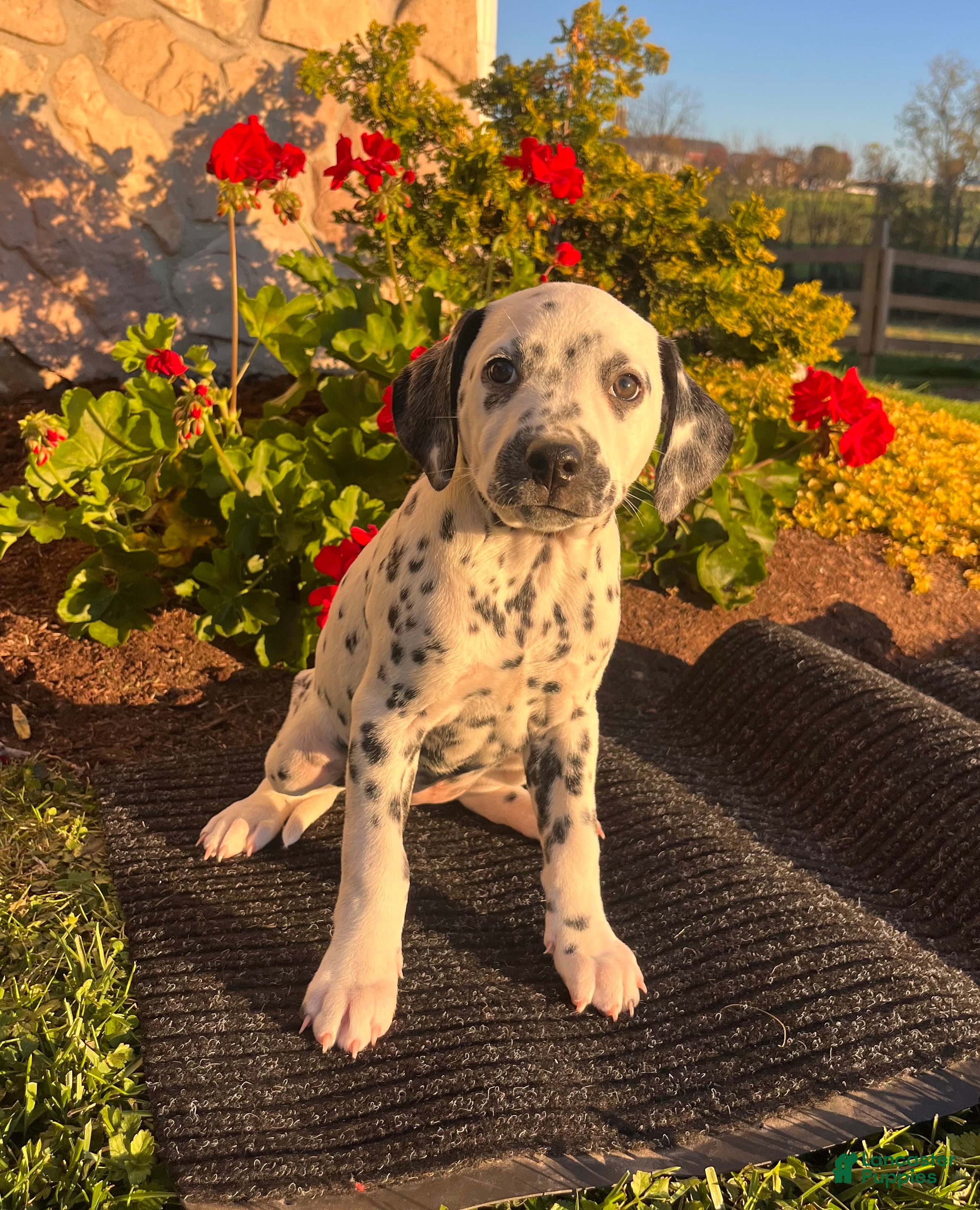 Dalmatian dogs for sale: Regina❤️Akc Genetic tested - Ad 1