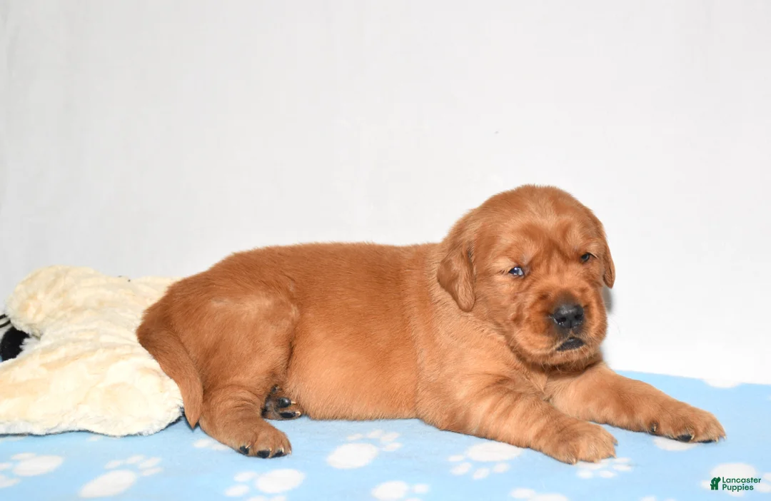 Golden Retriever dogs for sale: Augusta - Ad 5