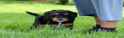 Mini Bernedoodle dogs for sale: Nala - Ad 5