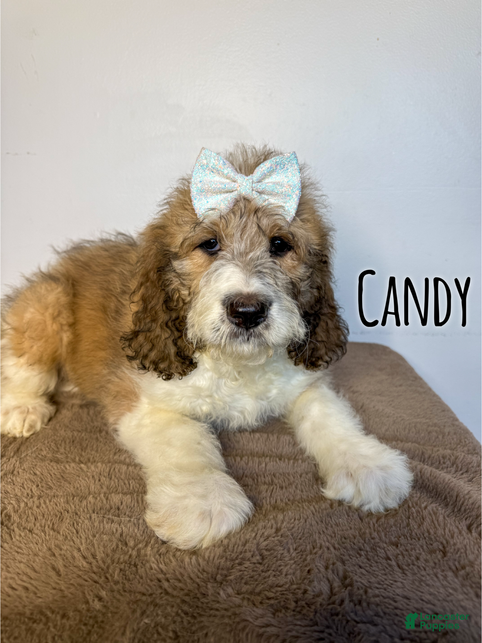 Saint Berdoodles dogs Candy - Standard F1b - Ad 2