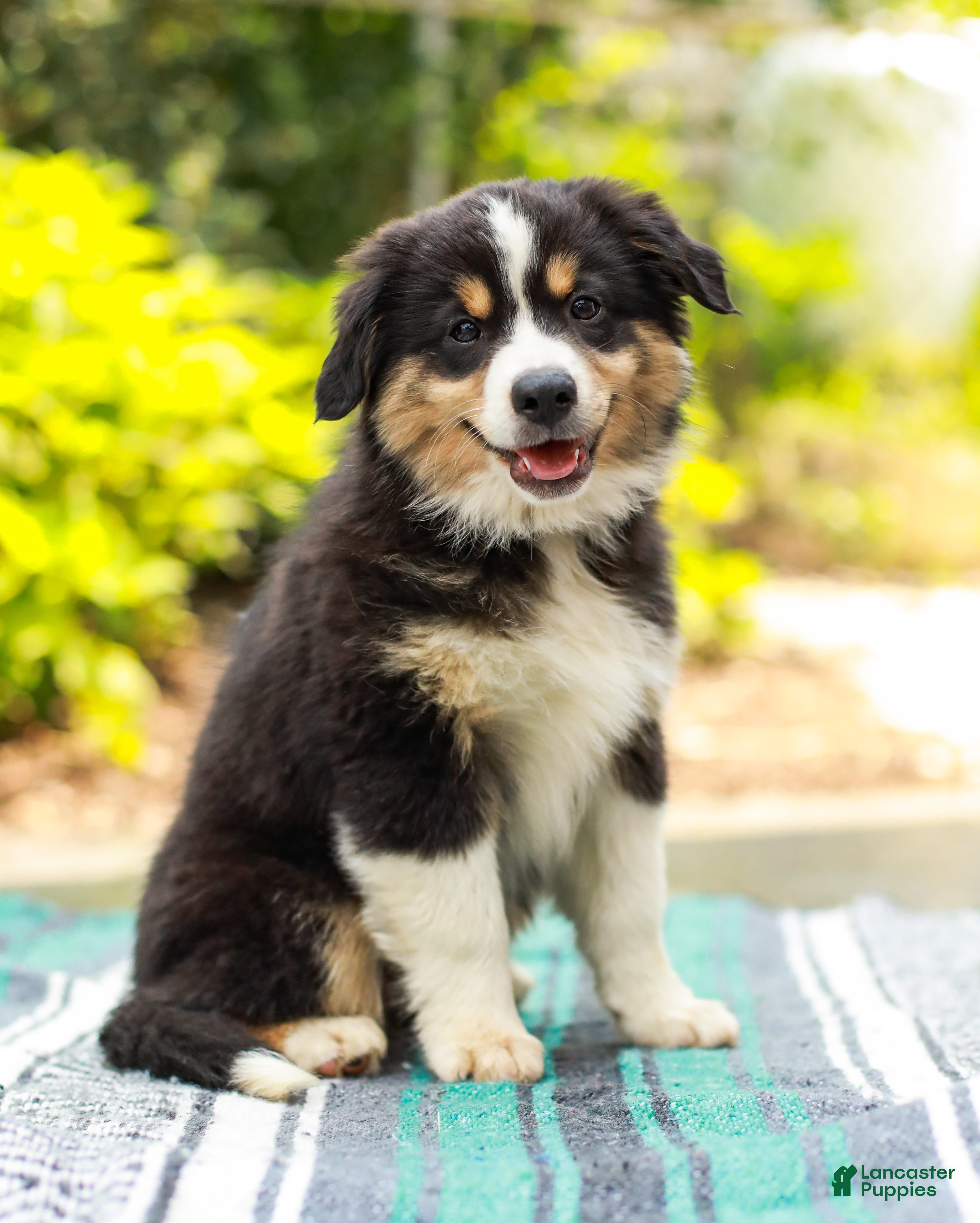 Miniature Australian Shepherd dogs Fern - Ad 1