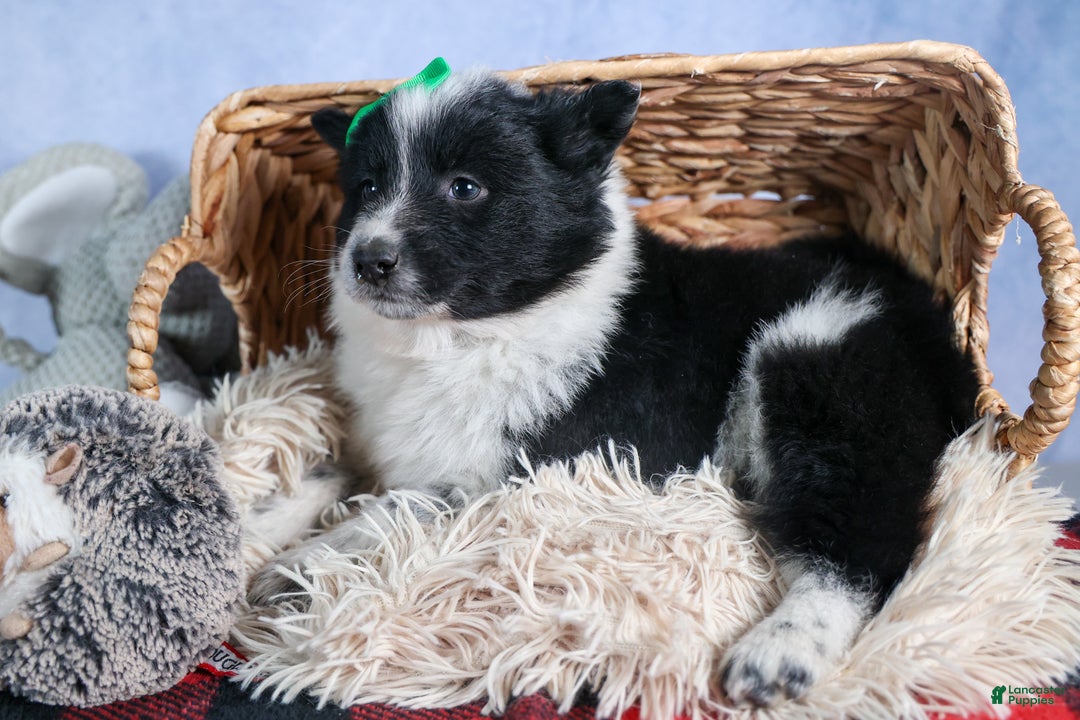 Mixed Breed dogs for sale: DUKE - Ad 2