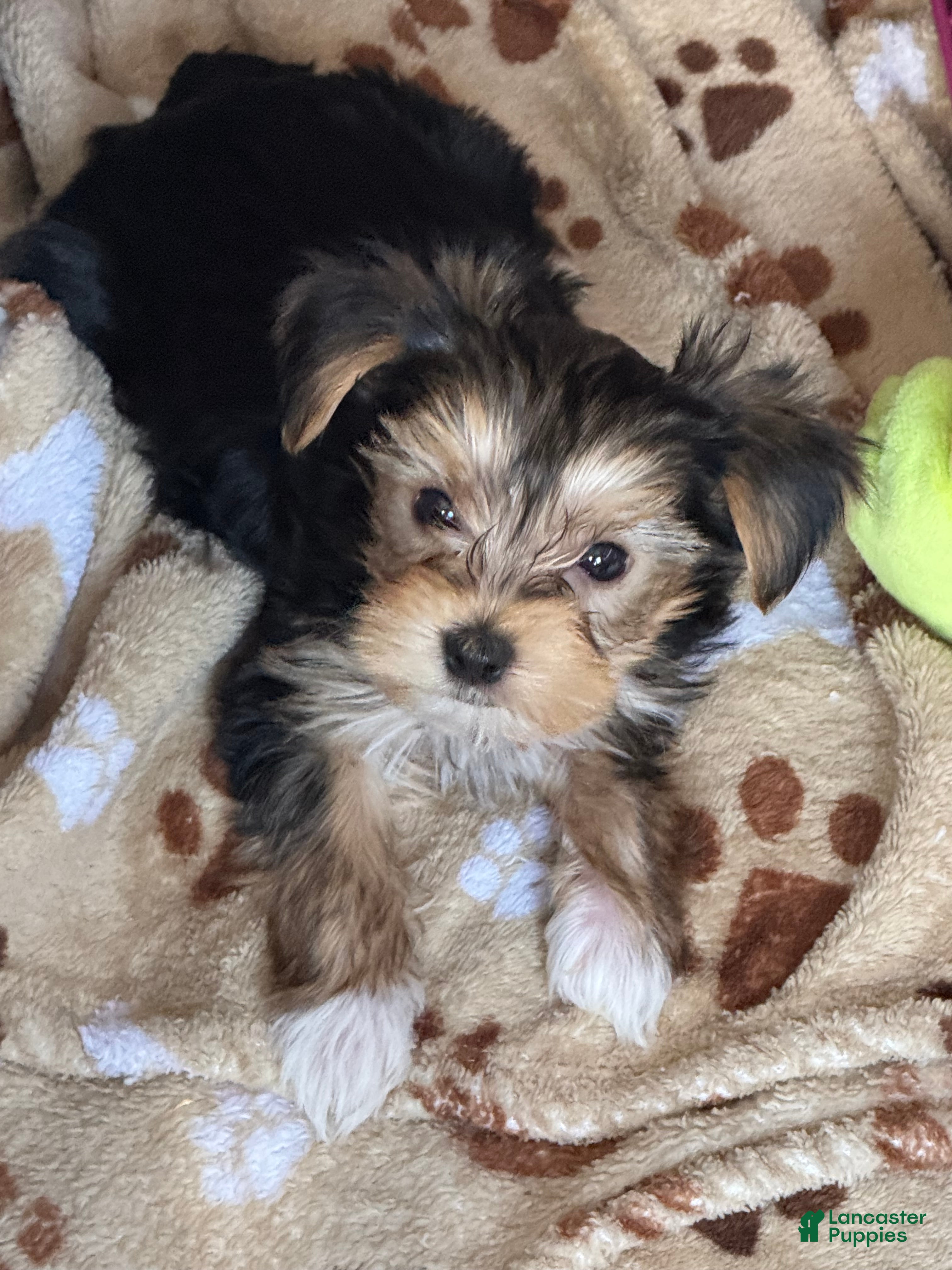 Yorkshire Terrier dogs Yorkshire Grey - Ad 2
