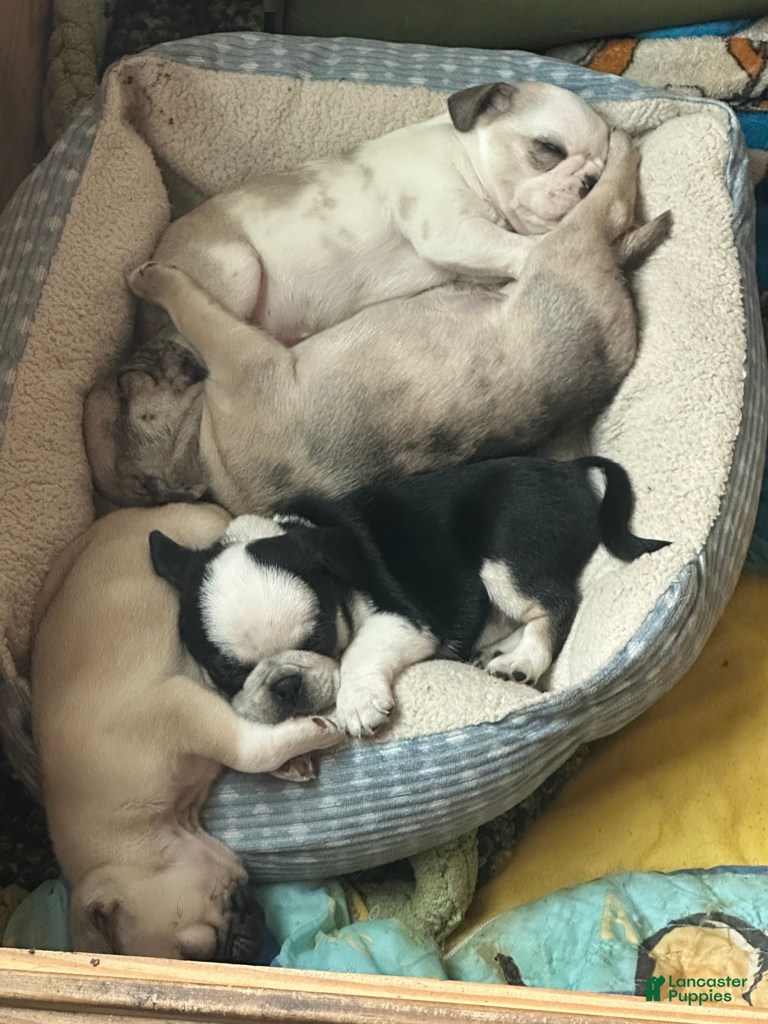 Pug dogs for sale: Fallon - Ad 2