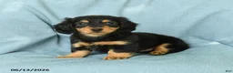 Miniature Dachshund dogs for sale: Oscar - Ad 2
