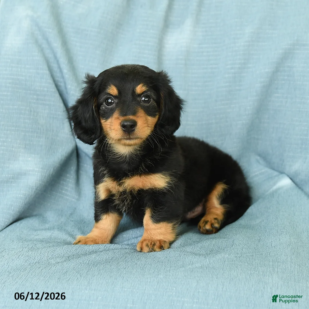 Miniature Dachshund dogs for sale: Oscar - Ad 2