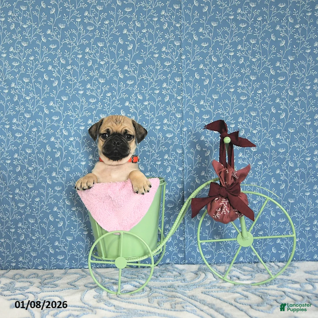 Pug dogs for sale: Lulu - Ad 9